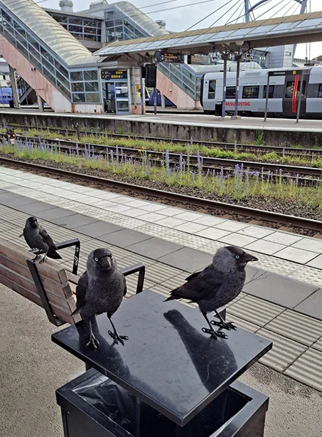 Jackdaws.webp