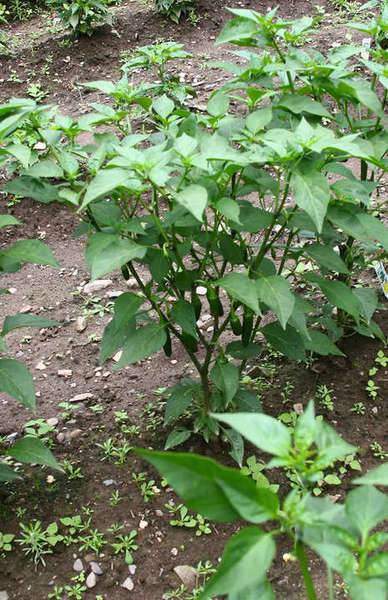 jalapenoplant-1.jpg