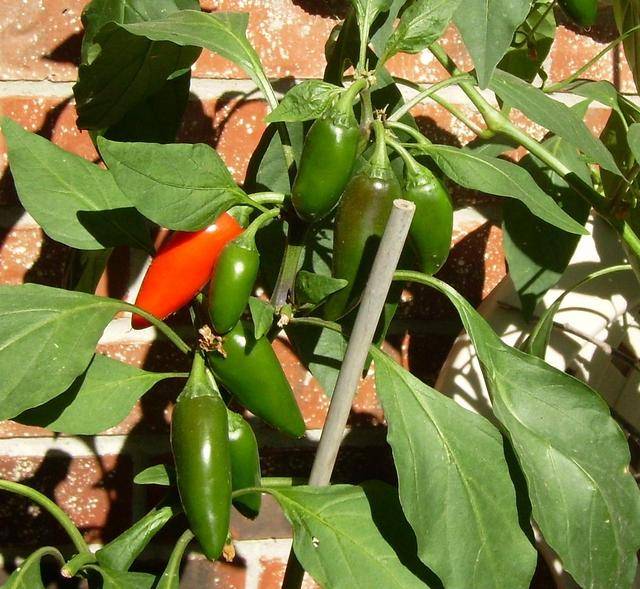 jalapenos101710.jpg