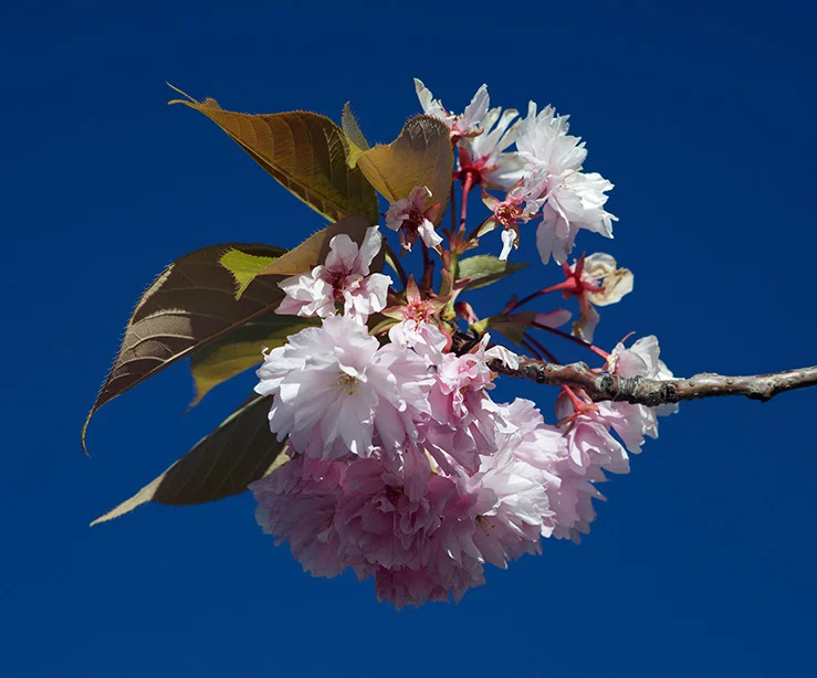 Japanese cherry tree.webp