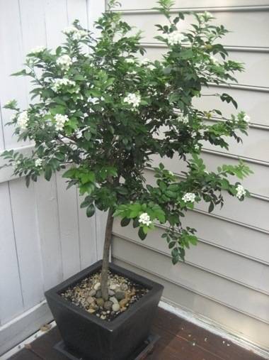 JasmineTree.JPG