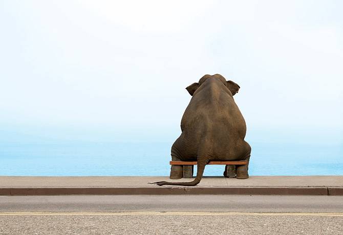 john-lund-getty-photos-elephant-sitting-on-bench-wgop_0518.jpg