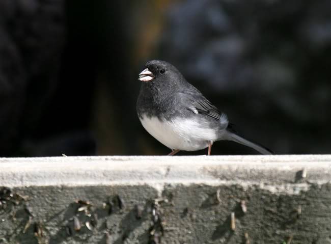 junco-1.jpg