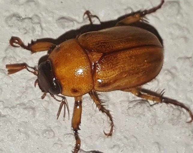 June-Bug.jpg