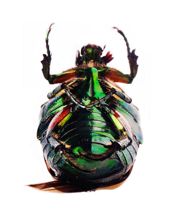 junebug+web.jpg