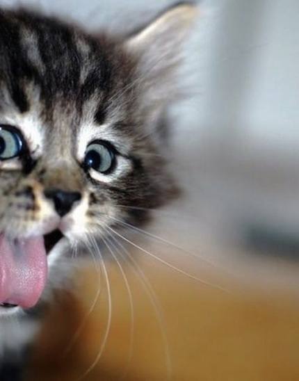 just-jokin-cat.jpg