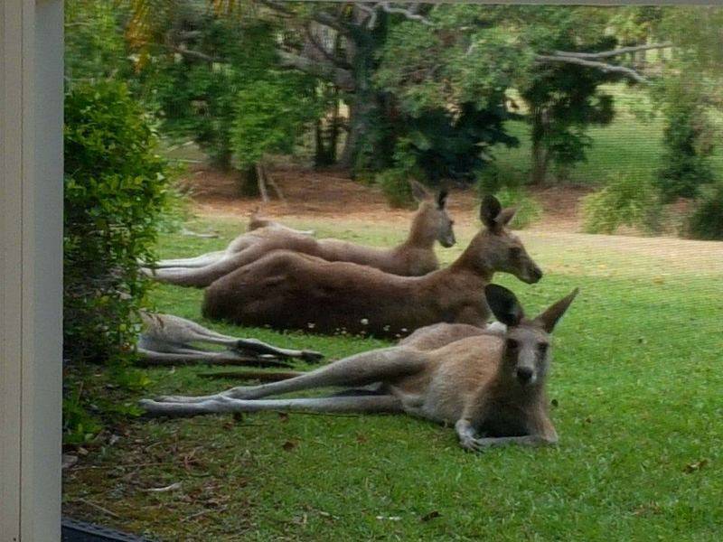 Kangaroos.jpg