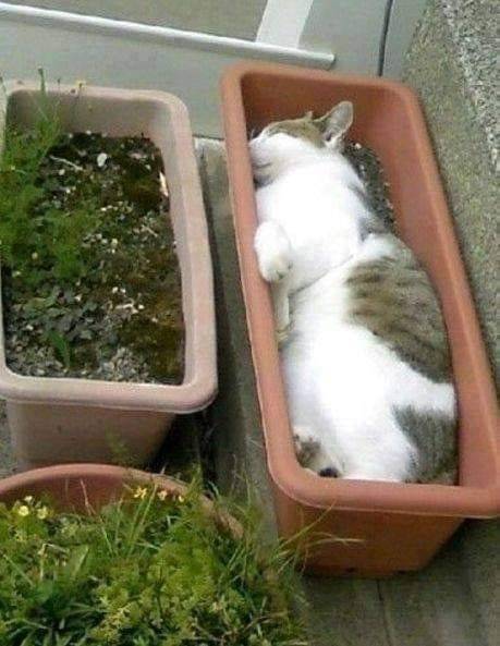 Katt i blomlåda.jpg
