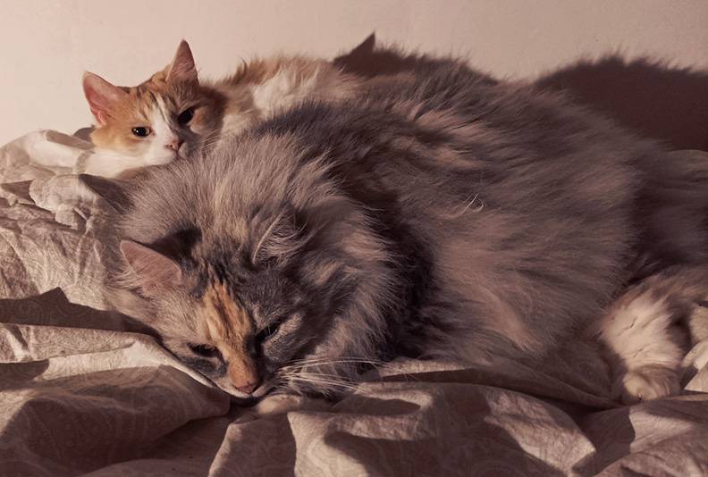 Katter - m2.jpg