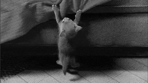 kitten-hanging-on-gif.gif