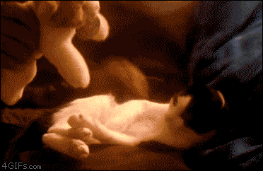 Kitten-hugs-plush-cat.gif