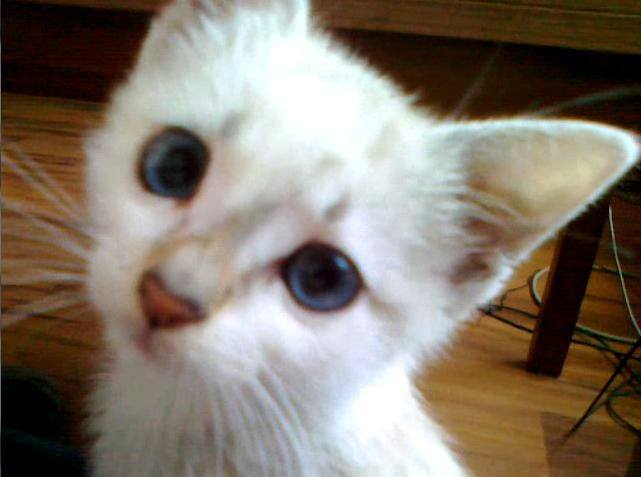 kitten.jpg