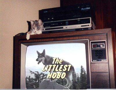 Kitten-on-TV-copy.jpg