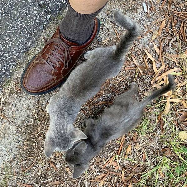 kitten3.jpg