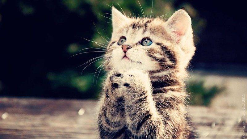 kitten_pray_by_arsalz-d4e6m5m.jpg