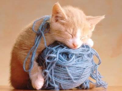 kitten_yarn_640.jpg