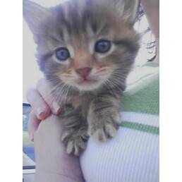 kittenbp9.jpg