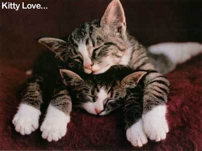 kittylove.jpe