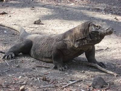 komodo-dragon-indonesia.jpg