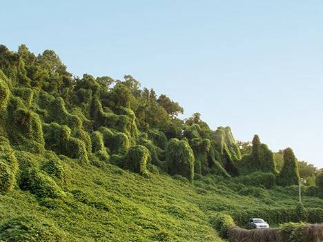 kudzu.jpg