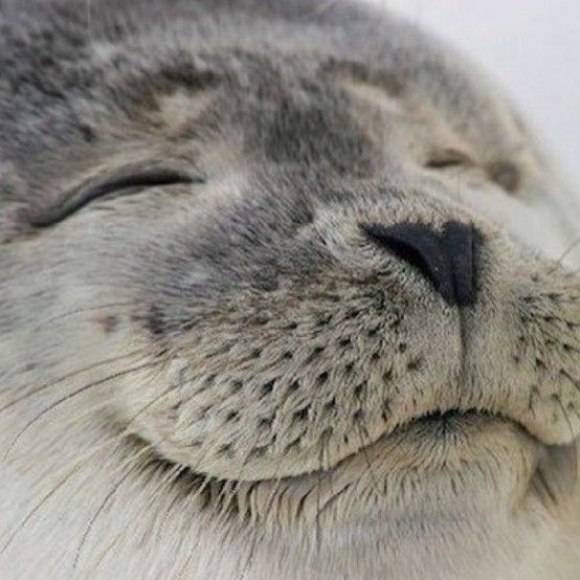l-Happy-seal.jpg