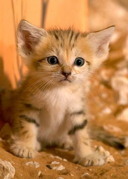 l-Today-I-was-in-the-Berlin-zoo-and-saw-the-sand-cat-kitten.jpg