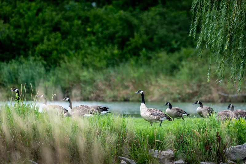 L1000782.webp
