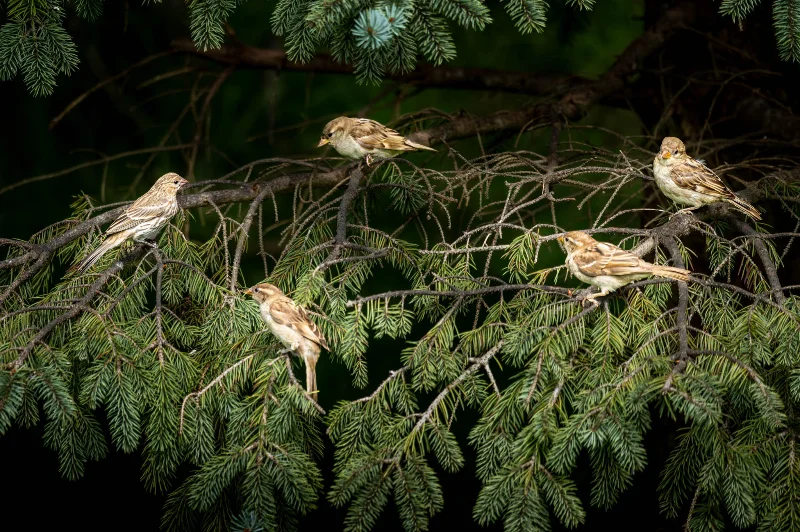 L1000965.webp