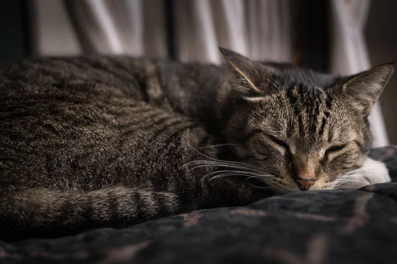 L1001596.webp