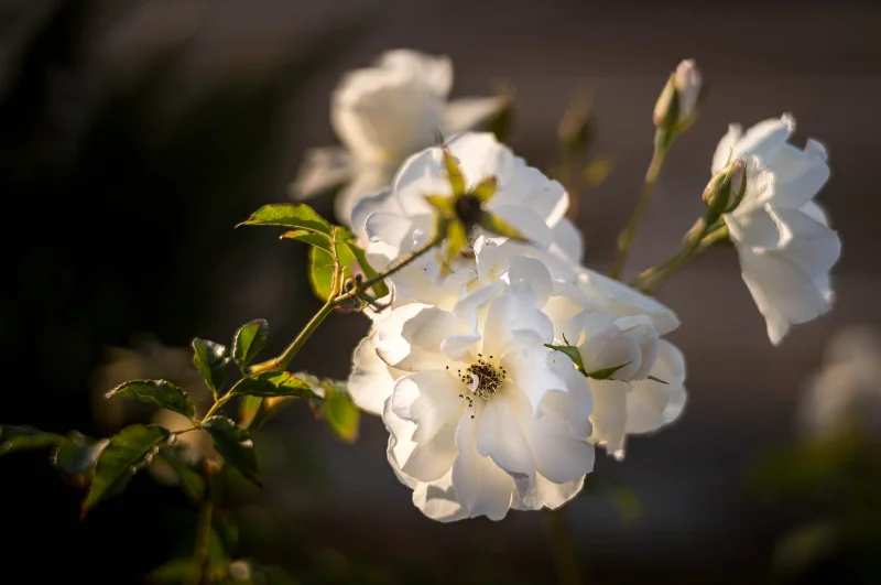 L1001716.webp