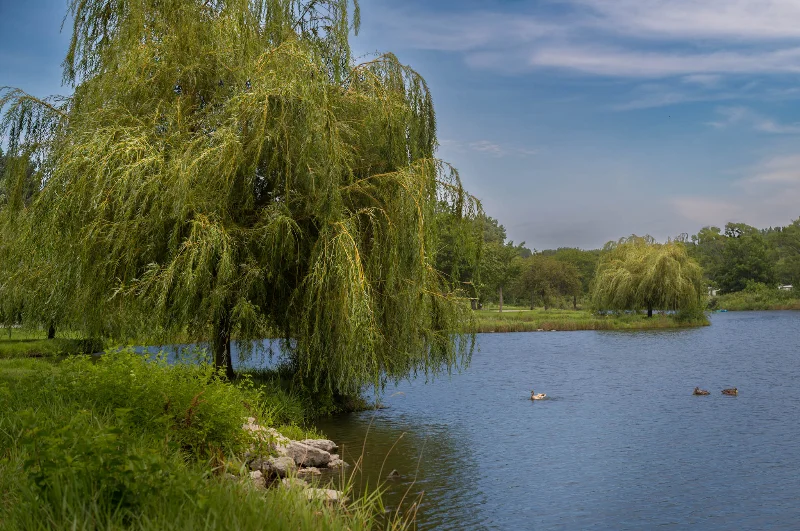 L1002217.webp