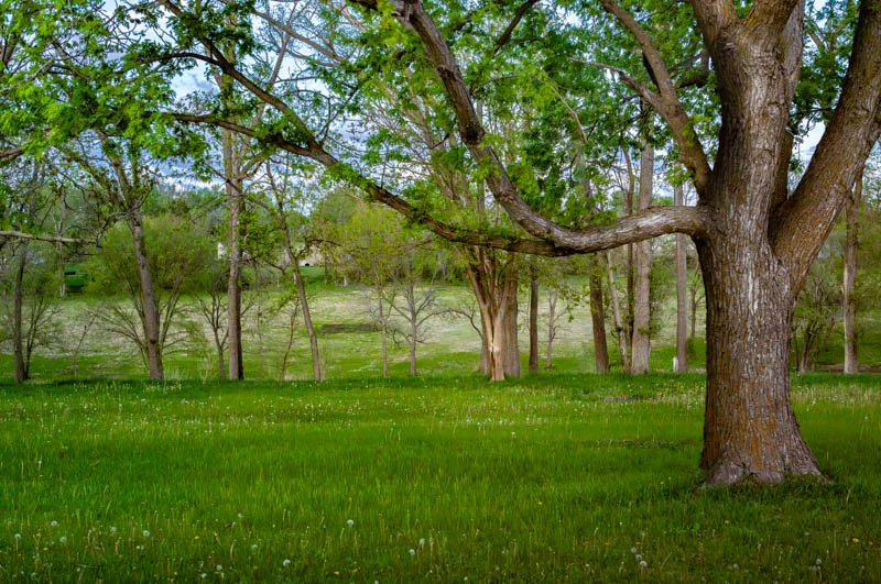 L1003894.webp
