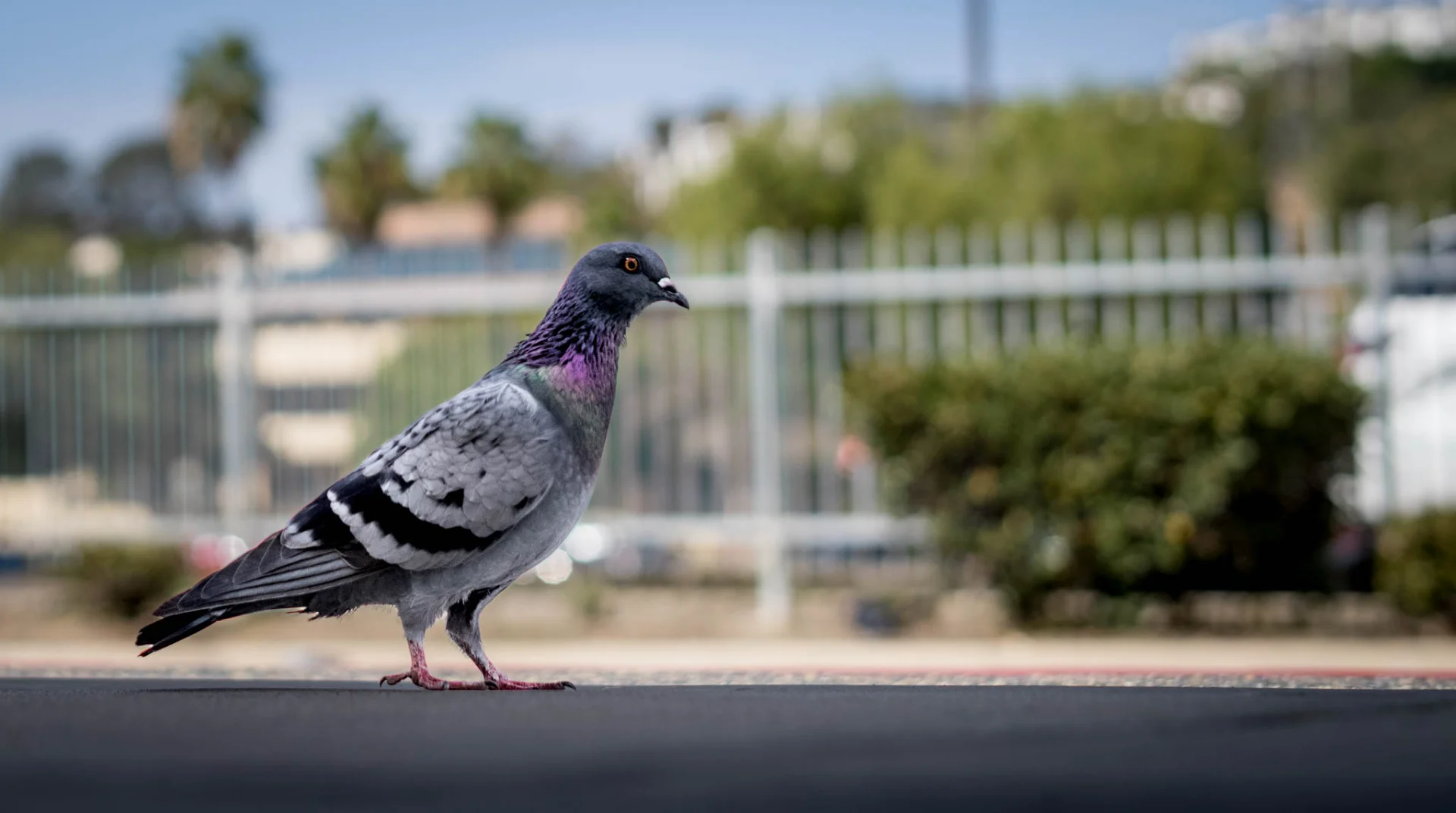 L1007279.webp