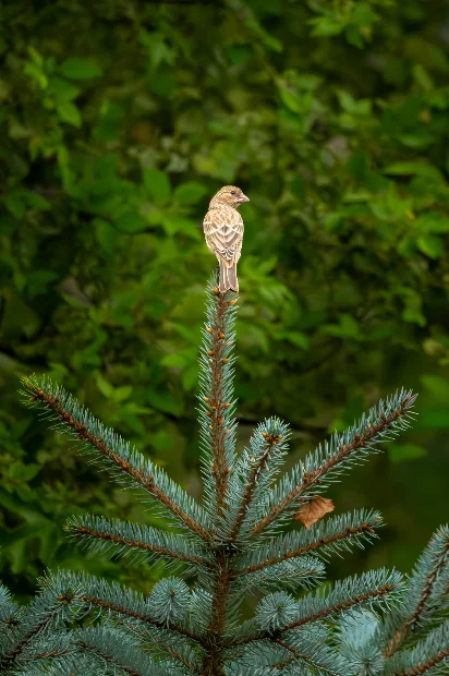 L1010092.webp