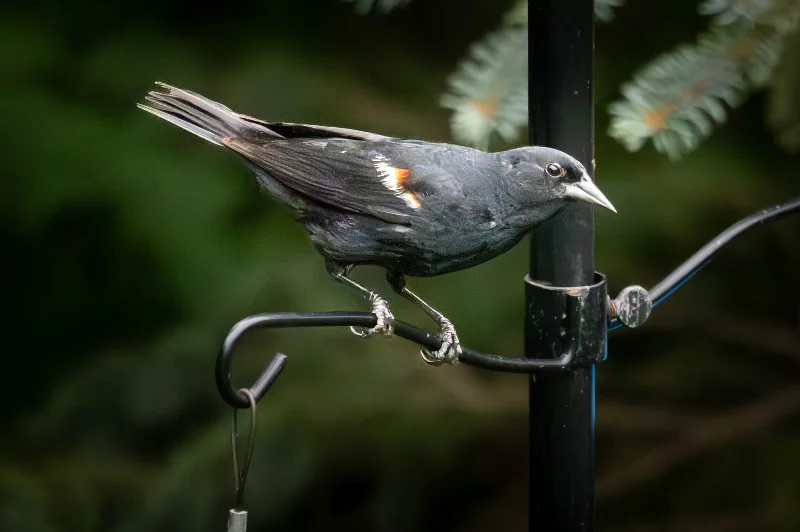 L1010148.webp