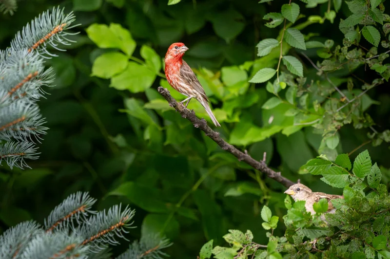 L1010303.webp