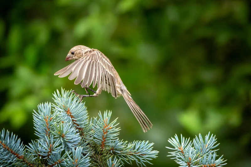 L1010421.webp