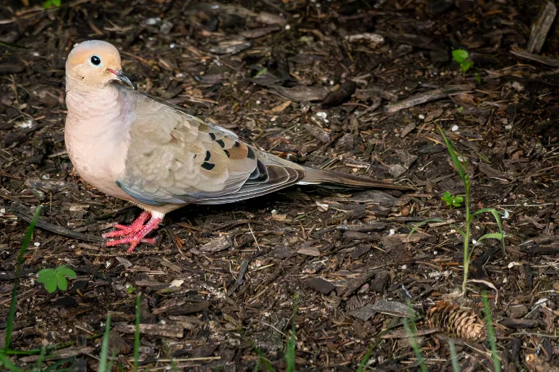 L1010573.webp