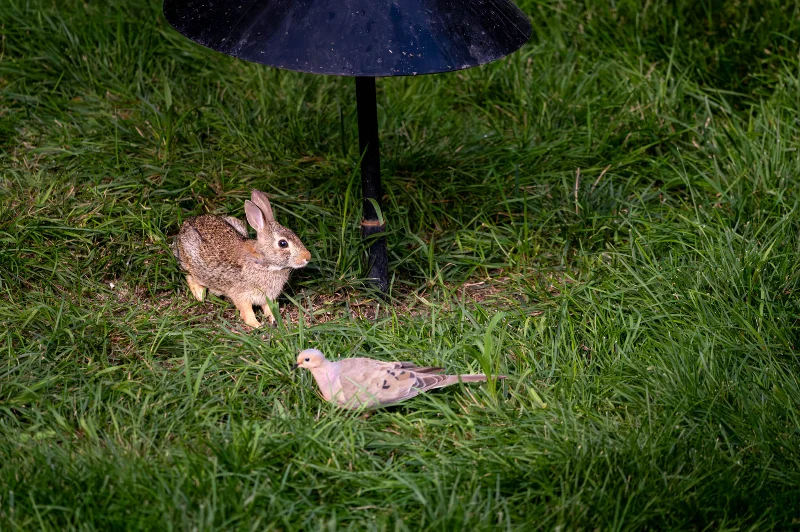 L1010634.webp