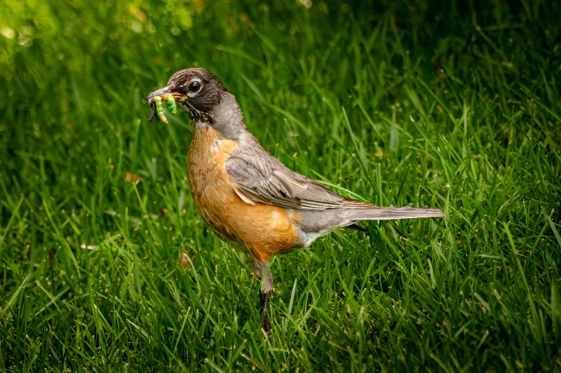 L1020910.webp