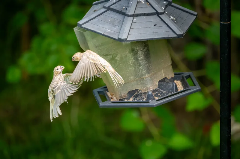 L1020943.webp