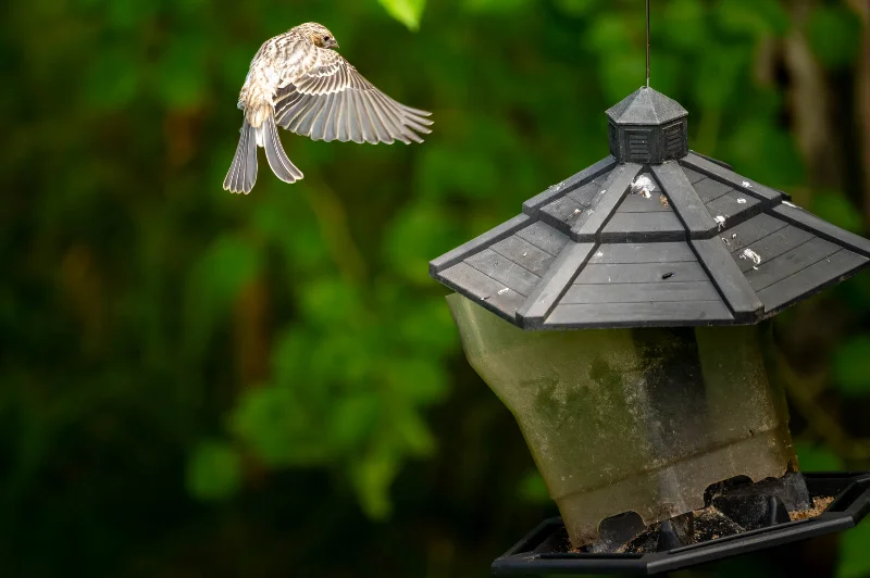 L1020946.webp