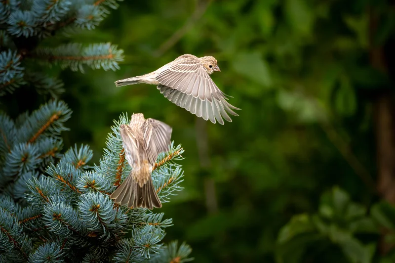 L1020969.webp
