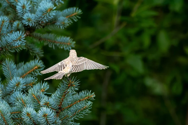 L1020970.webp