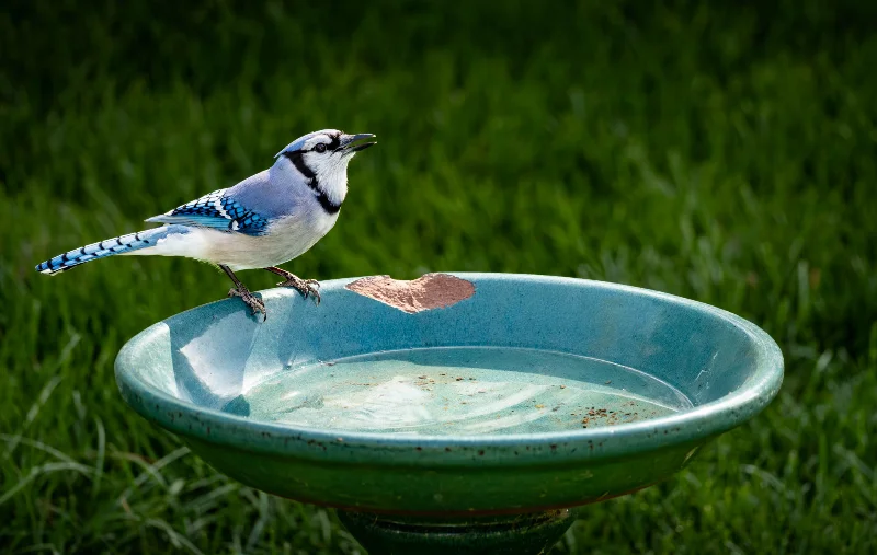 L1031040.webp