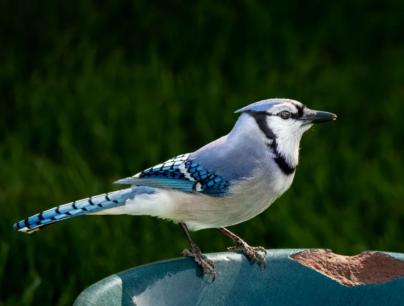 L1031042.webp