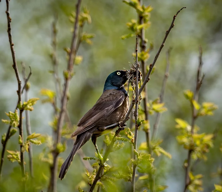 L1040014.webp