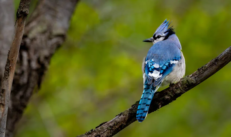 L1040421.webp
