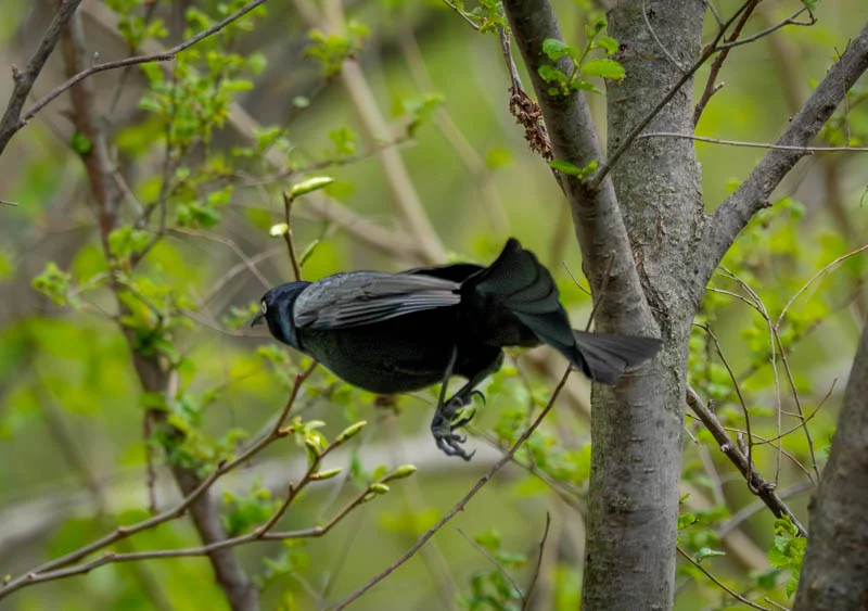 L1040557.webp