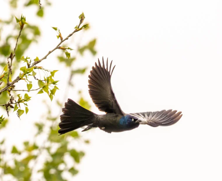 L1040624.webp